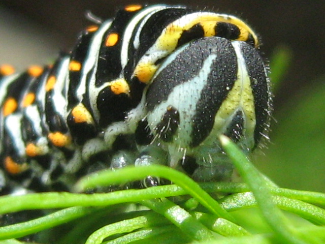 Fam. Papilionidae. . Italia, IC Sacchetti mid.sc. San Miniato (PI), 2010.